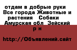 отдам в добрые руки - Все города Животные и растения » Собаки   . Амурская обл.,Зейский р-н